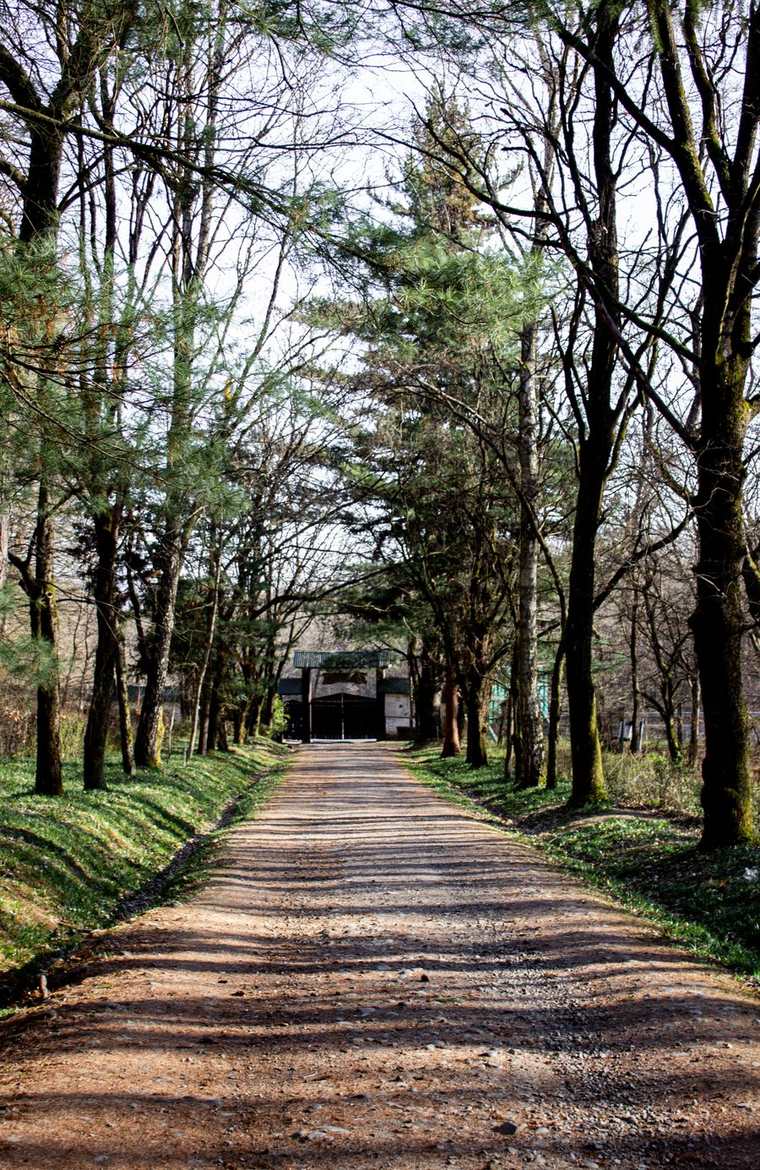 A long tree-lined lane