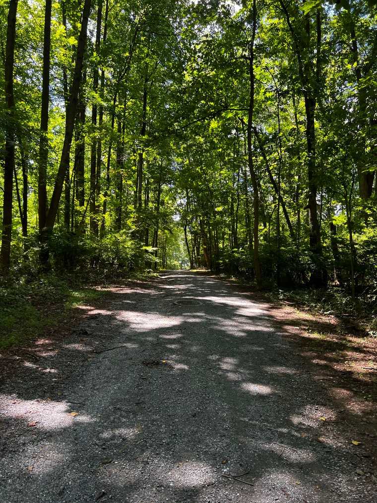A gravel driveway running through tall trees